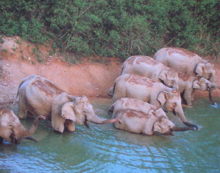 Wild elephants in Kui Buri National Park, Thailand.