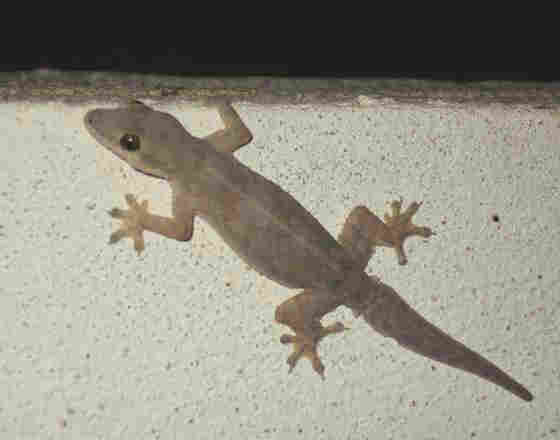 geckos that stay small