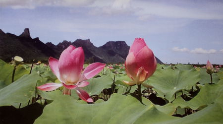 The lotus swamp at Khao Sam Roi Yod National Park in Thailand.