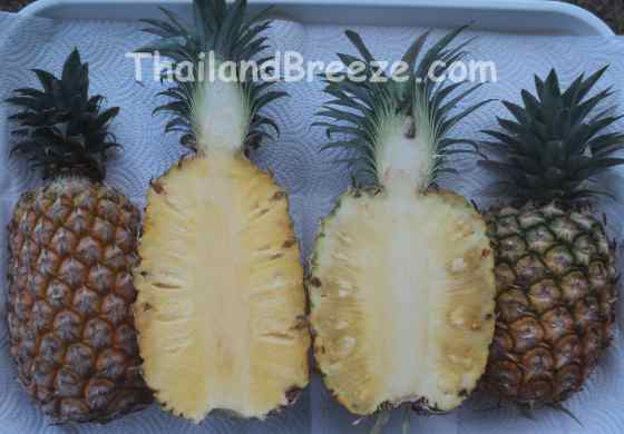 Prachuap Khiri Khan grow the most Pattawia pineapples in Thailand.