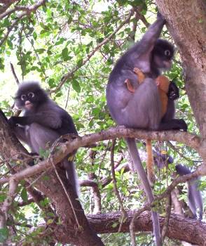 Monkeys in Ao Manao, Thailand