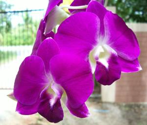 The dendrobium orchid is easy to grow