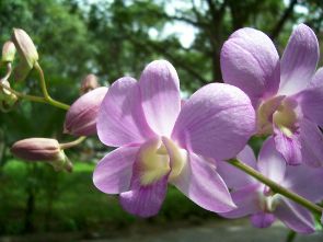 Thai orchids are world famous