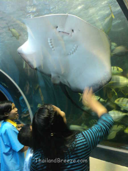 The walk-in tunnel at Waghor Aquarium In Prachuap, Thailand.